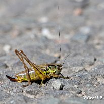 Rosel's Bush-Cricket Plumley