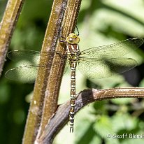 Southern Hawker Plumley