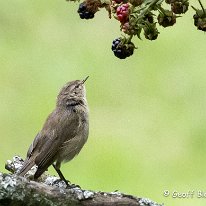 Chiffchaff Rostherne