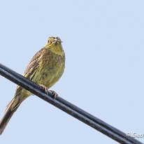 Yellowhammer Millington