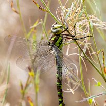 Southern Hawker Millington