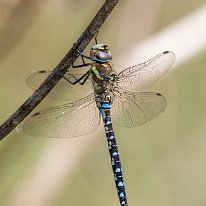 Southern Hawker Millington