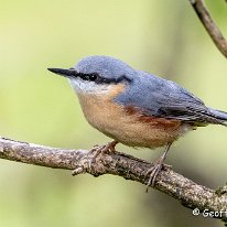 Nuthatch Rostherne