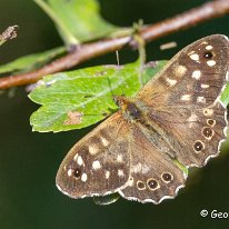 Speckled Wood Dunham Massey