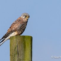 Kestrel Millington