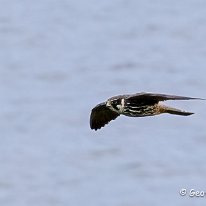 Hobby Rostherne