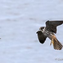 Hobby Rostherne