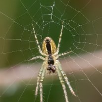 Garden Spider Plumley