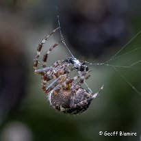 Garden Spider Plumley