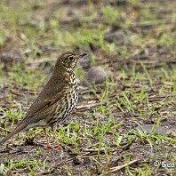 Song Thrush Rostherne