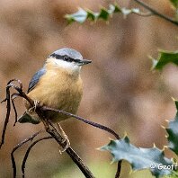 Nuthatch Rostherne