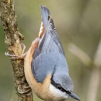 Nuthatch Rostherne