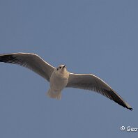 Black-headed Gull Tatton Park