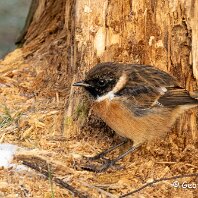 Stonchat Tatton Park