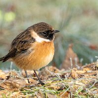 Stonchat Tatton Park
