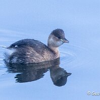 Little Grebe Tatton Park