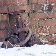 Song Thrush Plumley