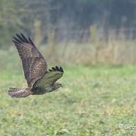 Buzzard Nere
