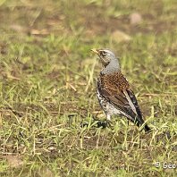Fieldfare Rostherne