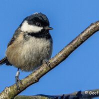 Coal Tit Rostherne