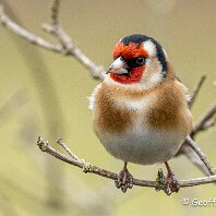 Goldfinch Rostherne