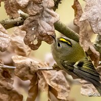 Goldcrest Rostherne