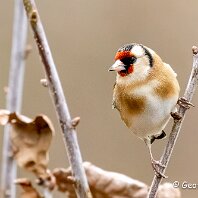 Goldfinch Rostherne