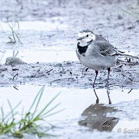 White Wagtail Plumley