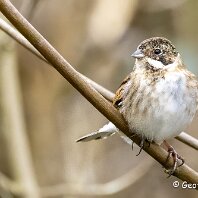 Reed Bunting Marbury Country Park