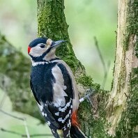Great Spotted Woodpecker Rostherne