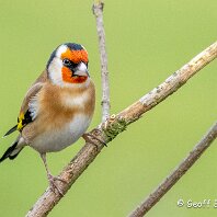 Goldfinch Rostherne