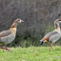 Egyptian Goose Cicely Millington Pool