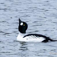 Goldeneye Tatton Mere