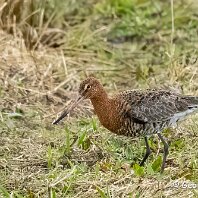 Bar-tailed Godwit RSPB Burton Mere
