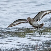 Bar-tailed Godwit RSPB Burton Mere