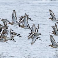 Bar-tailed Godwit RSPB Burton Mere