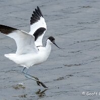 Avocet RSPB Burton Mere