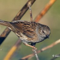 Dunnock Rostherne