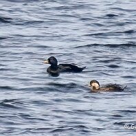 Common Scoter Rostherne