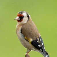 Goldfinch Rostherne