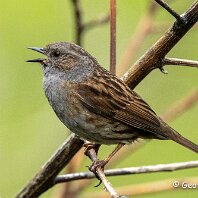 Dunnock Rostherne