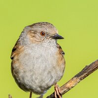 Dunnock Rostherne
