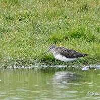 Green Sandpiper Plumley