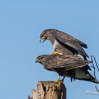 Buzzard Cicely Millington Pool