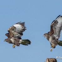 Buzzard Cicely Millington Pool