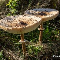 Parasole Mushroom Rostherne