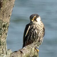 Hobby Rostherne