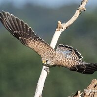 Kestrel Rostherne
