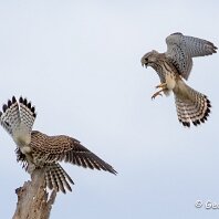 Kestrel Rostherne