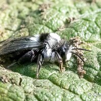 Ashy Mining Bee Mere